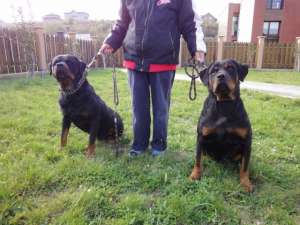 Vand pui Rottweiler pentru persoane care apreciza calitatea