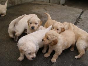 pui super frumosi golden retriever