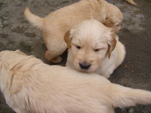 pui super frumosi golden retriever