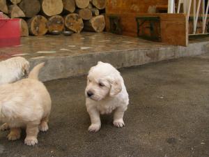 pui super frumosi golden retriever