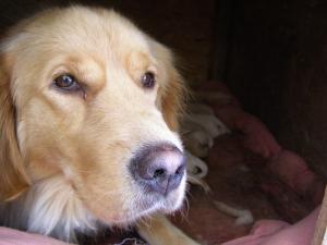 pui super frumosi golden retriever