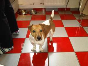 Ofer Jack Russell pentru monta