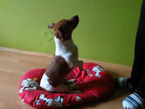 Ofer Jack Russell pentru monta