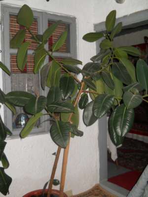 Vand Ficus