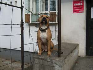 Ofer Mascult Pentru Monta Amstaff