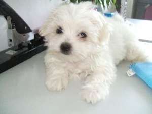 Bichon Maltez de Vanzare