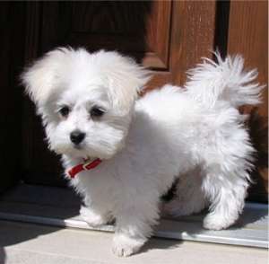 Bichon Maltez de Vanzare