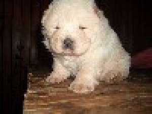 CHOW CHOW TOATE CULORILE CU PEDIGREE-TATAL CH INTERNAT DE FRUMUSETE-de la 399 E