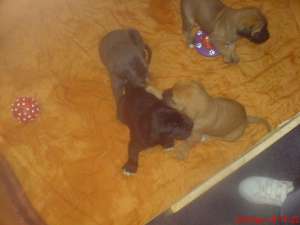 Pui cane corso