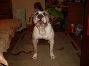 mascul amstaff pt monta