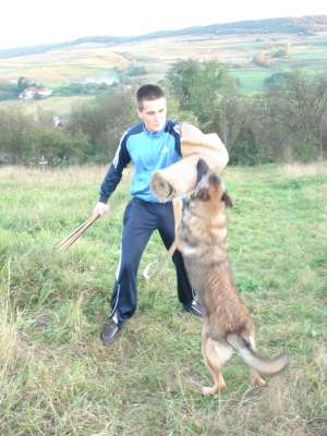 Vand Ciobanesc Belgian Malinois