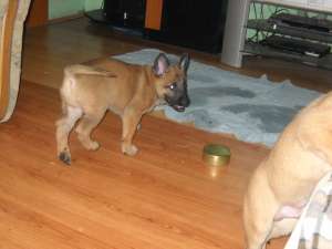 Malinois