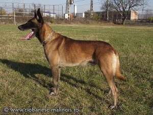 Pui Ciobanesc Belgian Malinois de vanzare  cu pedigree. Merita vazuti !!!