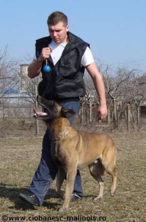 Pui Ciobanesc Belgian Malinois de vanzare  cu pedigree. Merita vazuti !!!