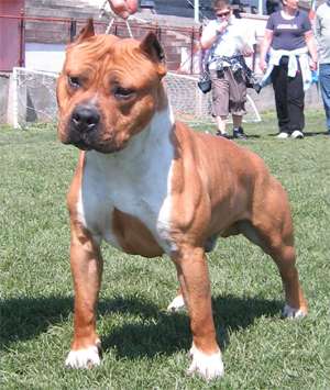 vand pui  amstaff