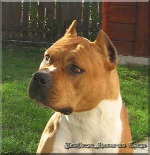 vand pui  amstaff