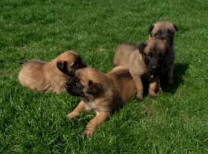 Vand pui Ciobanesc Belgian Malinois cu pedigree