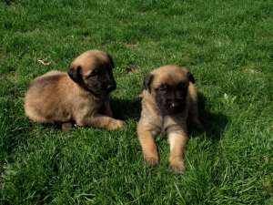 Vand pui Ciobanesc Belgian Malinois cu pedigree