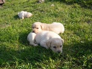 labrador + cip+ pasaport