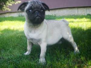 bulldog englez,  mops pug ,  beagle tricolor si yorkshire terroier de vanzare