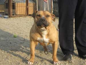 Mascul Amstaff pt monta