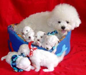 pui bichon frise cu pedigree,  calitate superioara