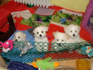 pui bichon frise cu pedigree,  calitate superioara