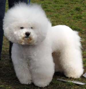 pui bichon frise cu pedigree,  calitate superioara