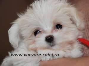 BICHON MALTEZ DE VANZARE