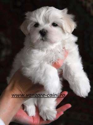 BICHON MALTEZ DE VANZARE