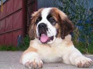 Vand pui saint bernard!