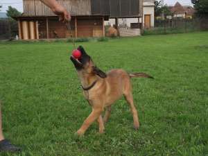 Pui Ciobanesc Belgian Malinois linie de lucru si paza cu pedigree. Merita vazuti !!!