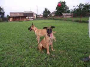 Pui Ciobanesc Belgian Malinois linie de lucru si paza cu pedigree. Merita vazuti !!!