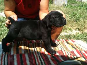 vand pui cane corso