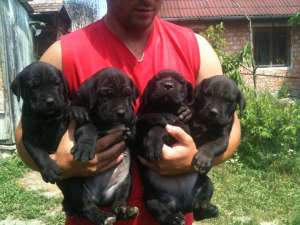 vand pui cane corso