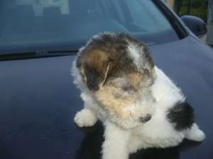 fox terrier sarmos