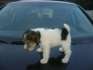 fox terrier sarmos