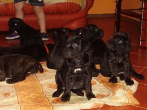 Cane Corso de vanzare