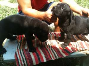 Vand pui cane corso