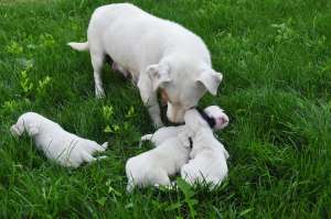 Vand Catelusi Jack Russell