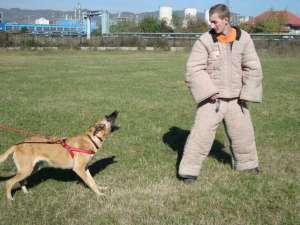 Femela Ciobanesc Belgian Malinois 2 ani antrenata pt paza cu pedigree. Merita vazuta !!!