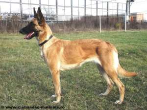 Femela Ciobanesc Belgian Malinois 2 ani antrenata pt paza cu pedigree. Merita vazuta !!!