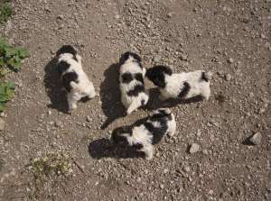 vand catei de vanatoare Fox Terrier cu par sarmos