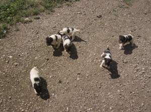 vand catei de vanatoare Fox Terrier cu par sarmos