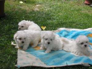 Vanzare Bichon Maltez