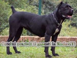 Vanzare Cane Corso