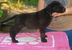 mascul labrador cu pedigree