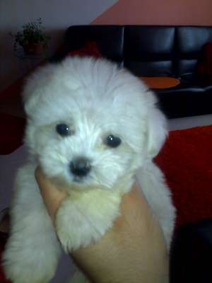 bichon maltez albi 150.e