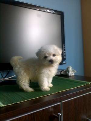 bichon maltez albi 150.e