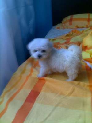 bichon maltez albi 150.e